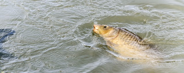 用阿波怎樣釣草魚 “阿波漂”如何運用在野釣草魚