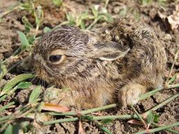 leveret