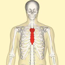 sternum