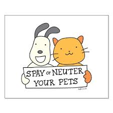 spay