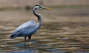 heron