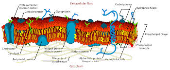 membrane