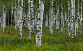 birch