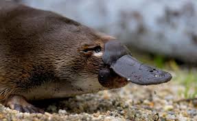 platypus