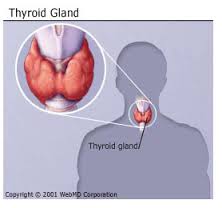 thyroid