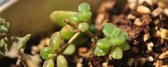 維生素c養花怎麼用 適用於什麼花