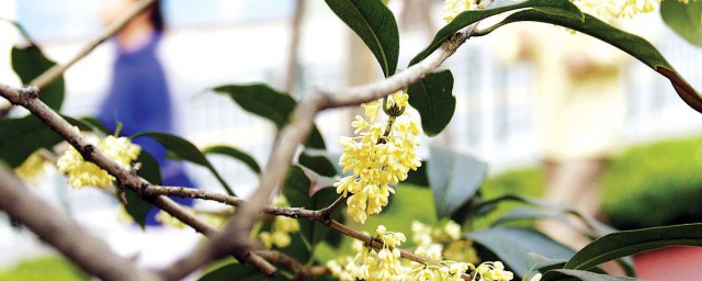 桂花在開花時能修剪嗎 什麼時候修剪最好