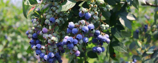 藍莓怎麼澆水 需要怎麼做