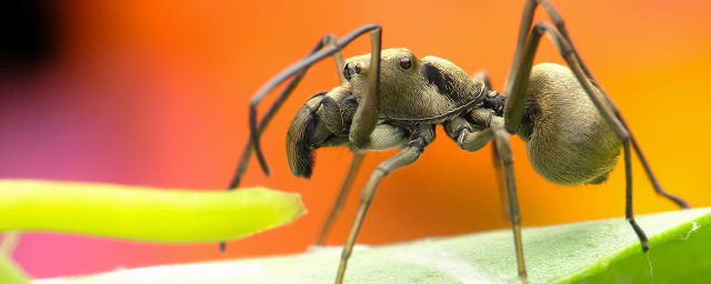 螞蟻和蟬的寓意 螞蟻和蟬有什麼寓意