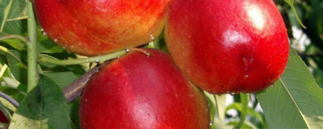 桃子的傢庭真正種植法 怎樣在傢種植桃子