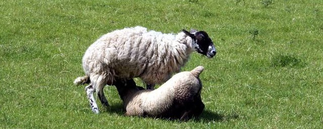 母羊不認羔羊怎麼辦 解決的辦法很簡單