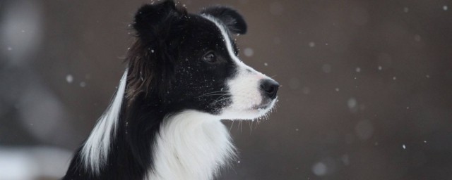 如何挑選邊境牧羊犬 教你5招