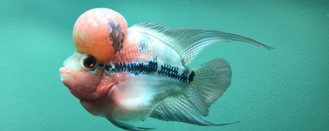 羅漢魚養殖新手入門 飼養指南分享