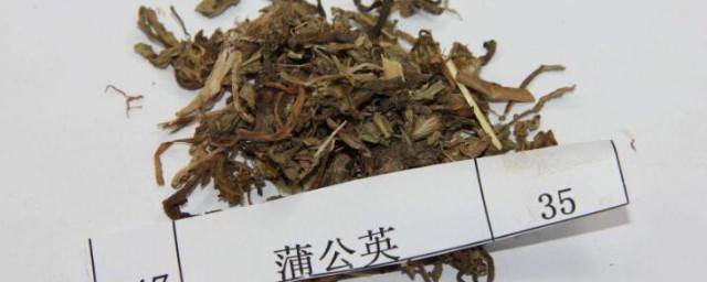 白鼓丁的功效與作用 還有什麼別名