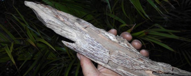 柴油擦瞭木頭能防蛀蟲嗎 還有什麼方法好