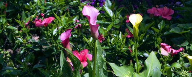 盆栽馬蹄蓮花期有多長 什麼時候開花