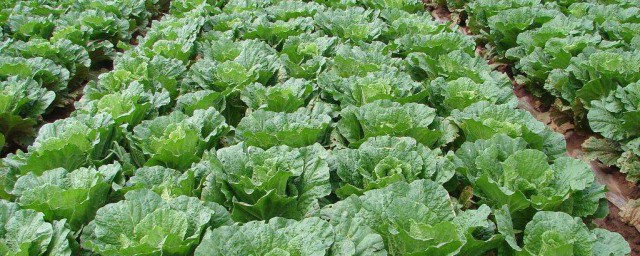 大白菜青蟲防治 兩個方法你知道麼