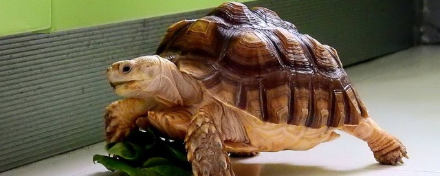 斑點陸龜飼養方法 認識一種新陸龜