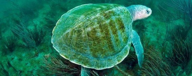 綠海龜為什麼是綠色的 你知道為什麼嗎