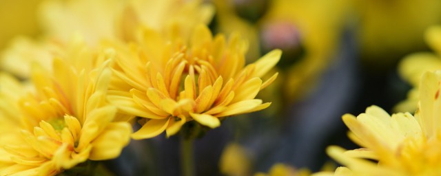 菊花開完花後怎麼修剪 菊花開完花後怎麼處理