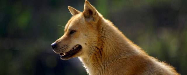 田園犬的特點 帶你去認識一下