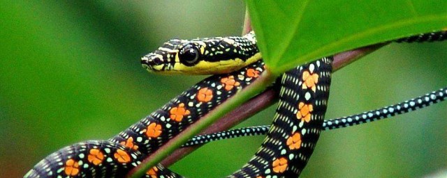 七盤花蛇是什麼蛇 你知道是什麼嗎