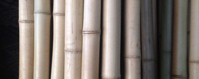 生白竹的功效與作用 生白竹有什麼用