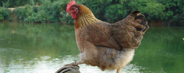 紅色黃腿雞是什麼品種 來看看廣東最著名的雞種類