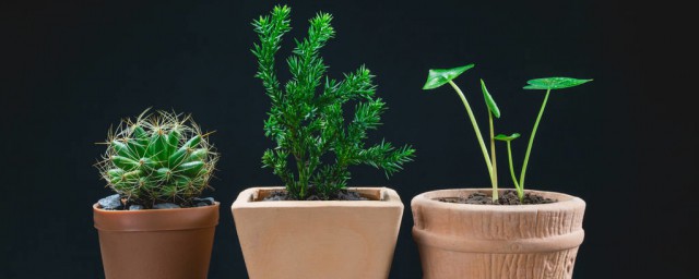 盆土太濕怎麼辦 傢裡花盆土太濕該怎麼辦