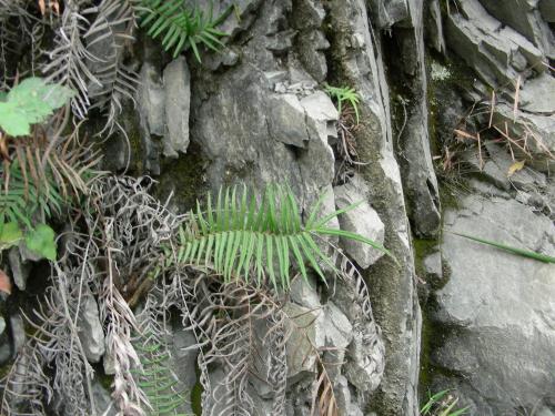 井邊草的功效與作用