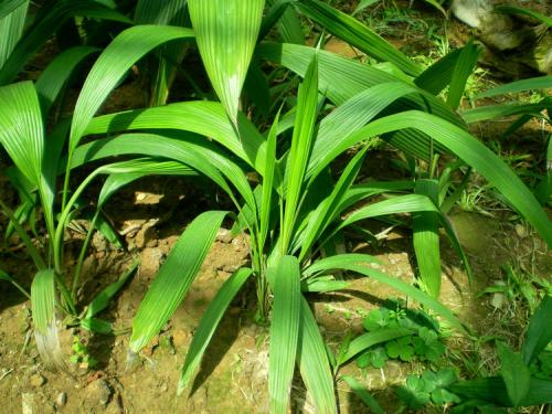 仙茅的藥用價值 幫你瞭解仙茅