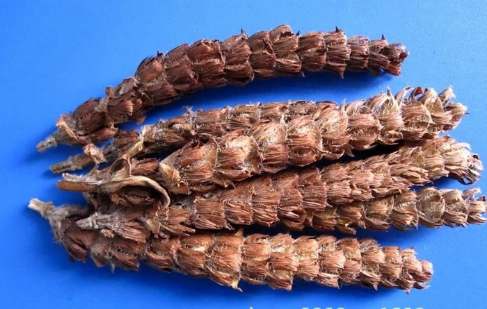 夏枯草怎麼食用更有療效
