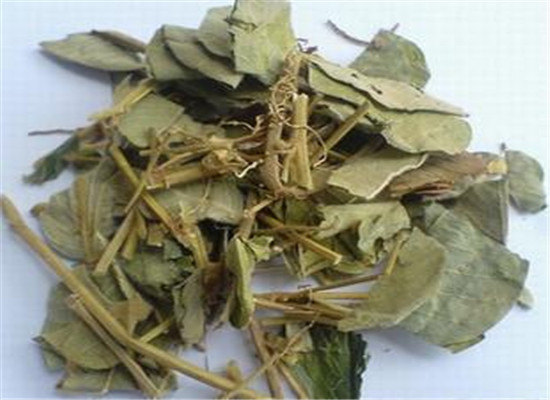 中藥材連錢草的三大功效作用