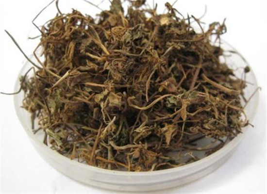 中藥材連錢草的三大功效作用