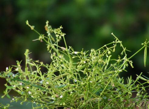 白花蛇舌草的藥用作用