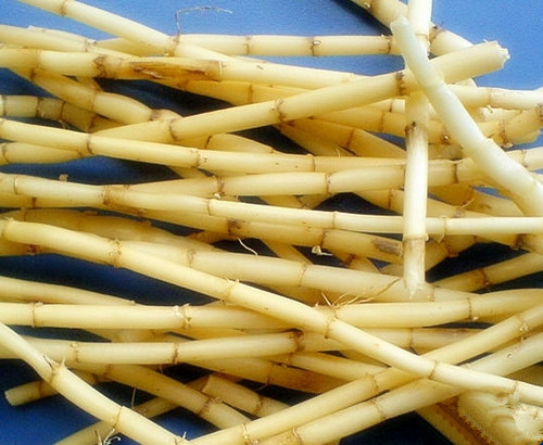 為大傢介紹一些白茅根的功效和作用