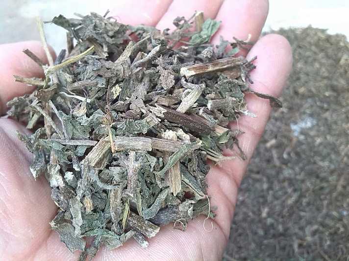 一起來瞭解瞭解墨旱蓮吧