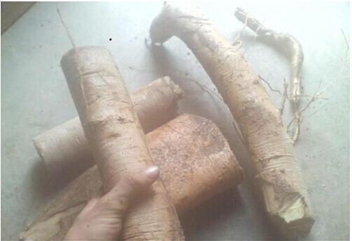 介紹一些白欖根的副作用