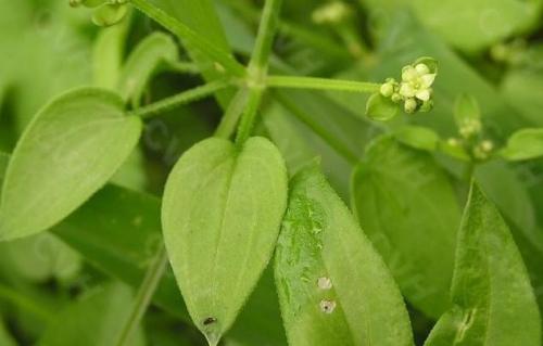 茜草的食用方法都是哪些