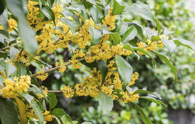 桂花和哪些材料搭配一起泡茶喝最適合