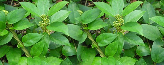 酸藤葉功效與作用 點擊瞭解一下