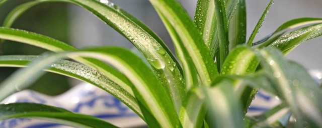 冬季養殖什麼 給大傢推薦這幾種
