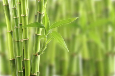 竹子的種類及功效