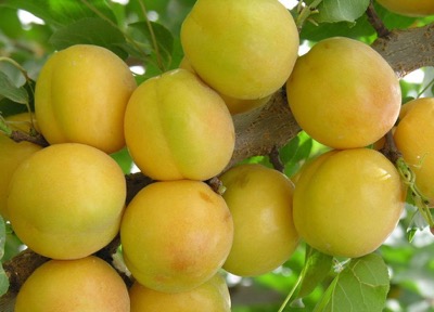 杏的品種有哪些及什麼品種杏最好吃二