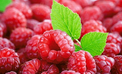 樹莓的品種大全及品種介紹
