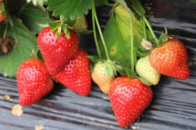 草莓的品種大全及介紹二