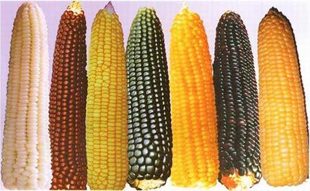 什麼顏色的玉米營養最好
