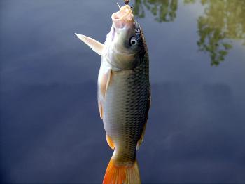 黃河鯉魚的特點和營養