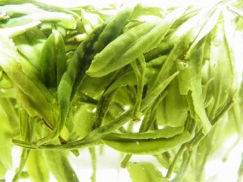 霍山黃芽屬於什麼茶