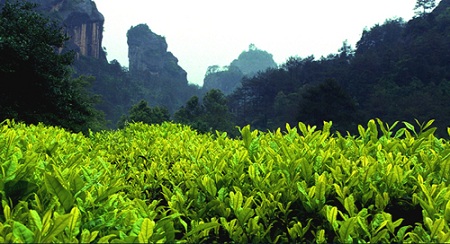 武夷巖茶的生長環境
